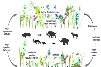 Do the forbs miss the Mammoth?